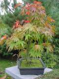 Acer palmatum lutescens.JPG